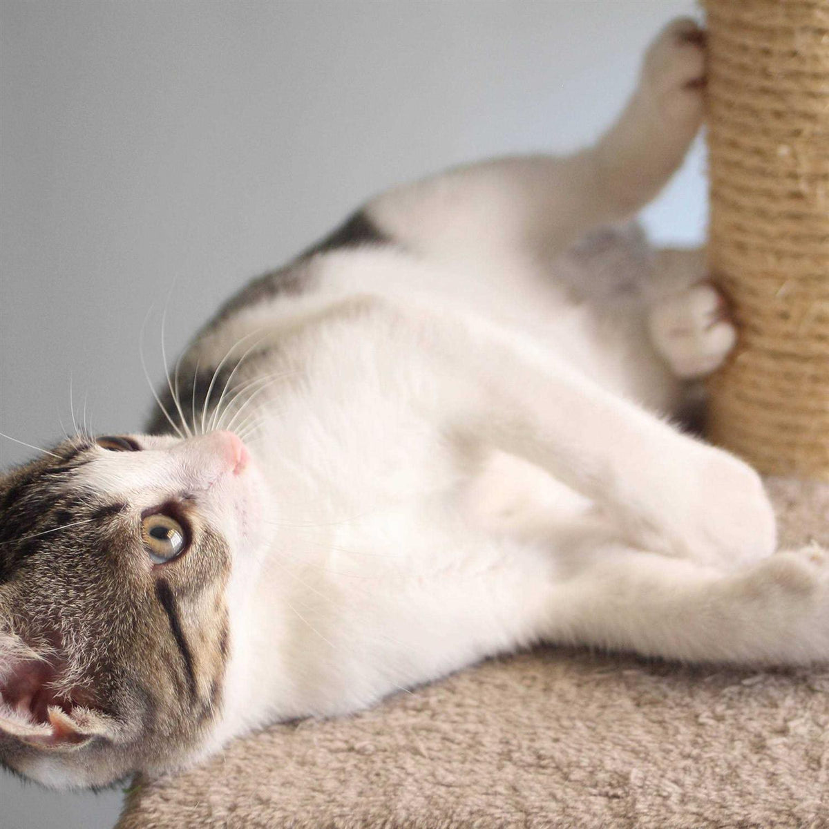 Cat Scratching Post with Toys H316
