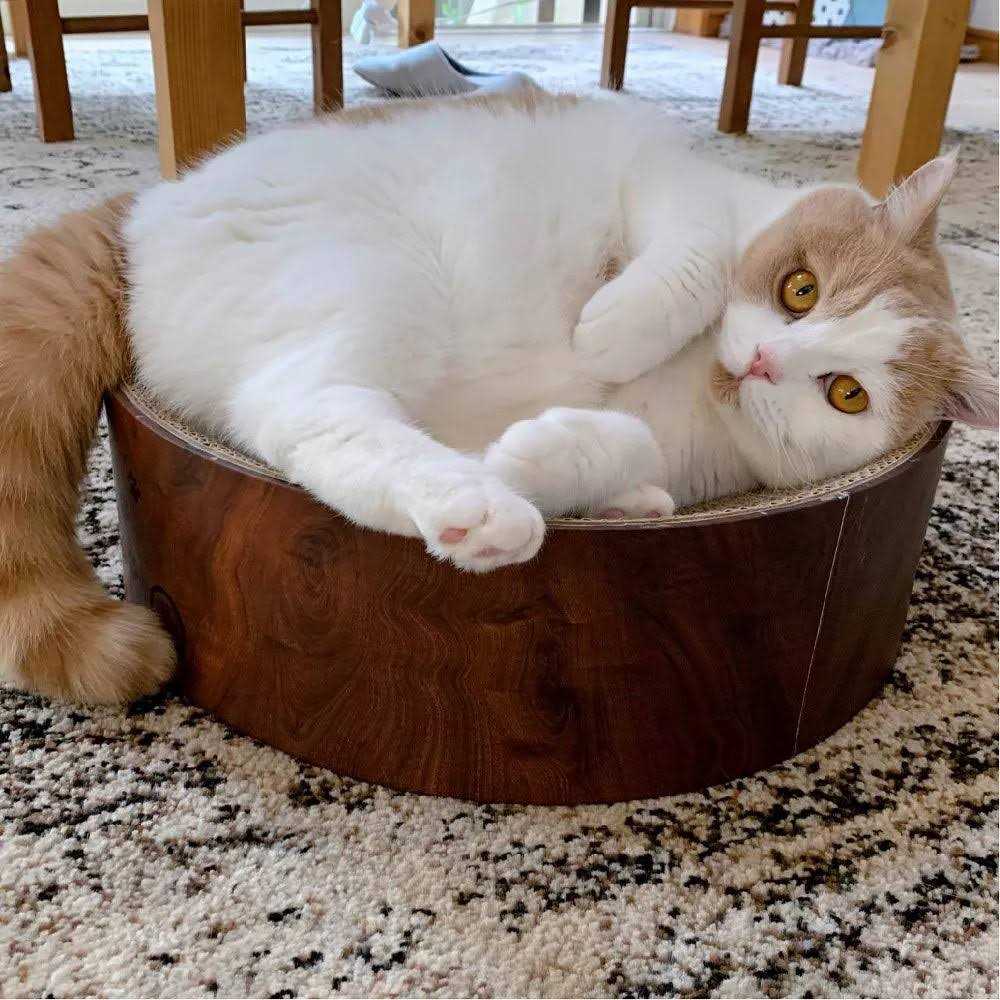 Cat Scratcher Bowl S875