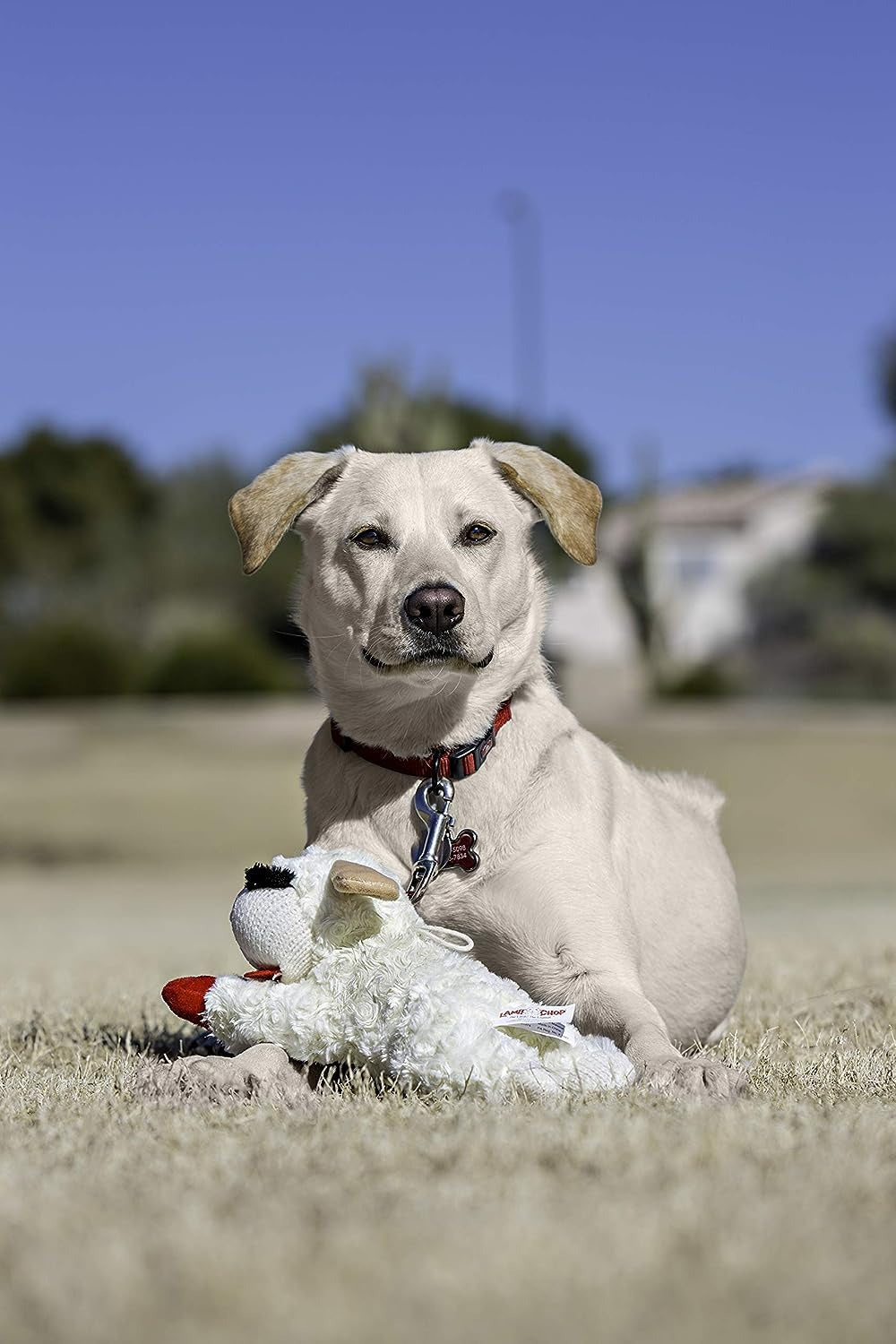 Plush Toy Lambchop Dog Toy for Small Dog Breeds O704