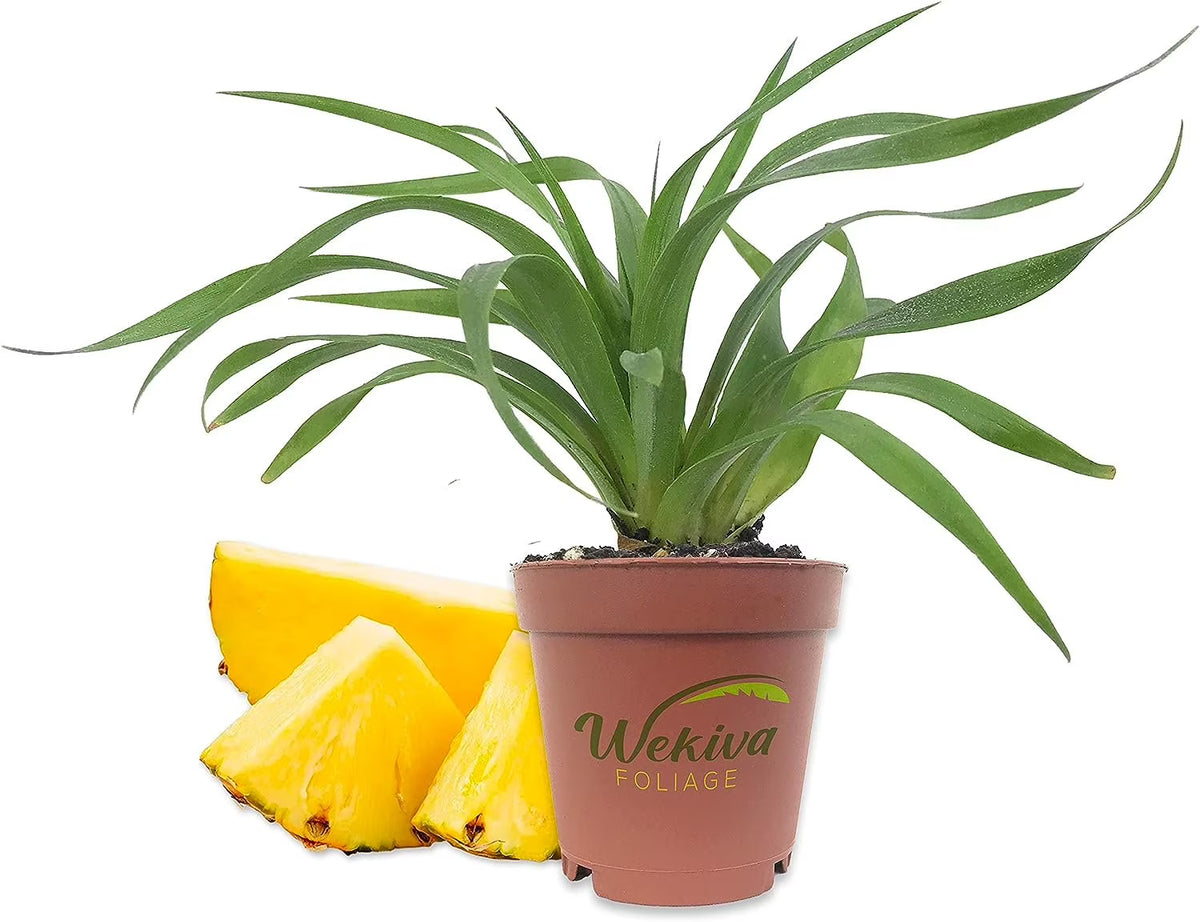 3 Live Starter Pineapple Plants D703579