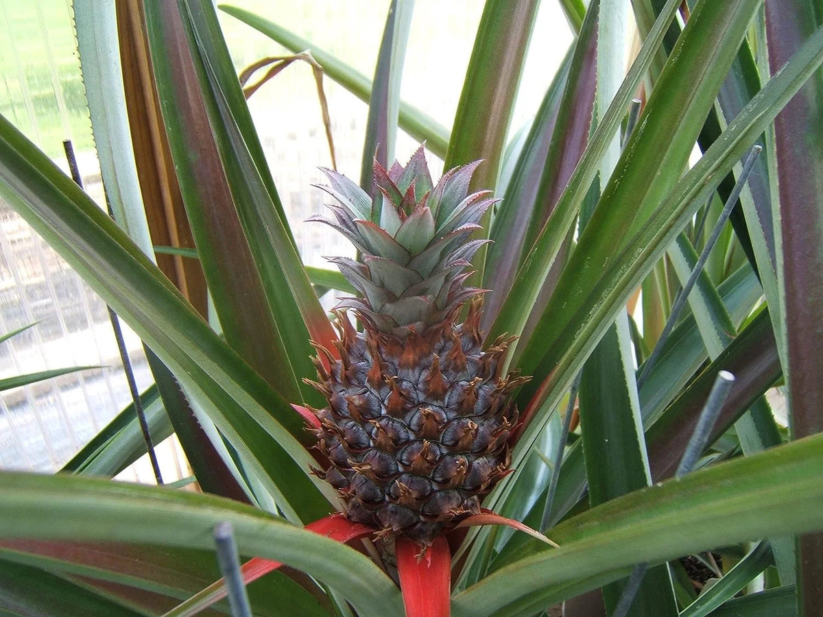 3 Live Starter Pineapple Plants D703579