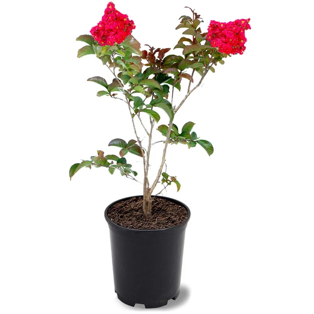 12 in. Red Flowering Crape Myrtle Tree in 2.84 Liter Nursery Pot L423
