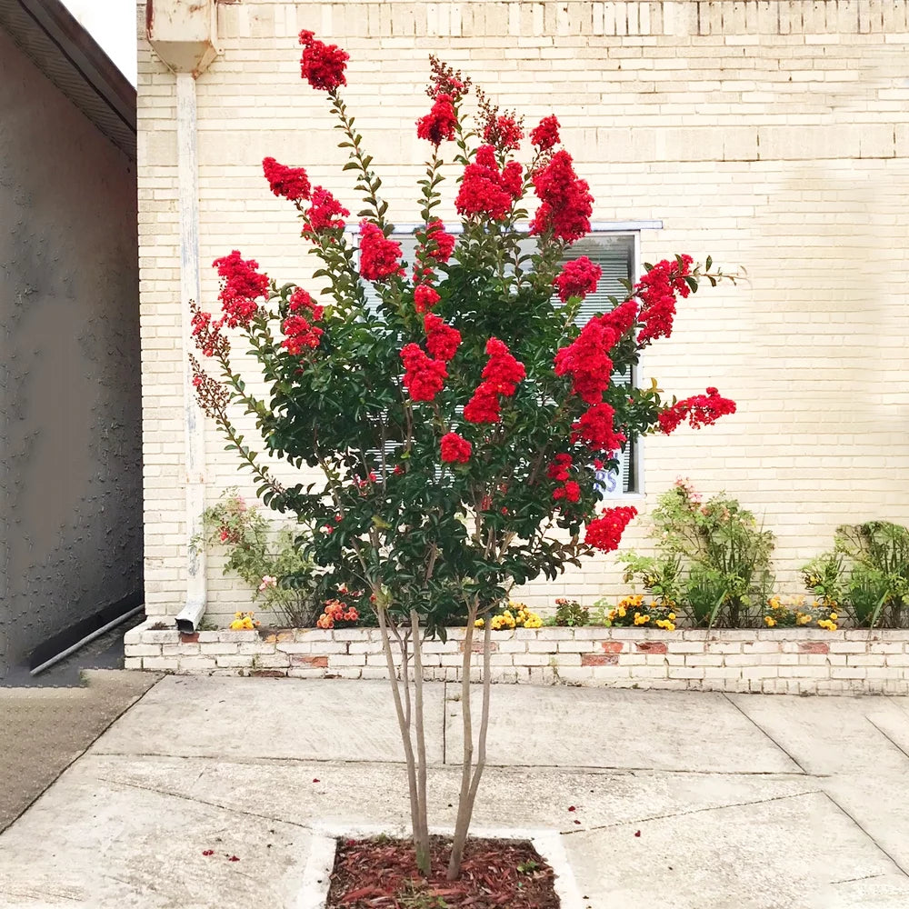 12 in. Red Flowering Crape Myrtle Tree in 2.84 Liter Nursery Pot L423