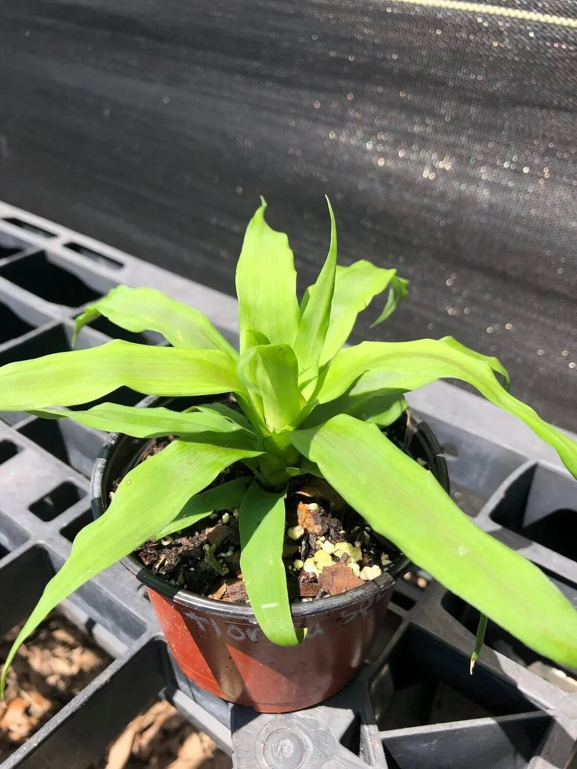 3 Live Starter Pineapple Plants D703579